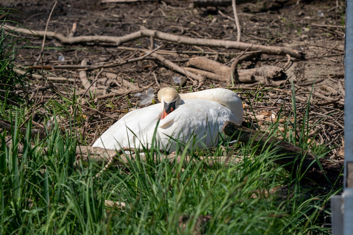 Mute Swan - ML231639141