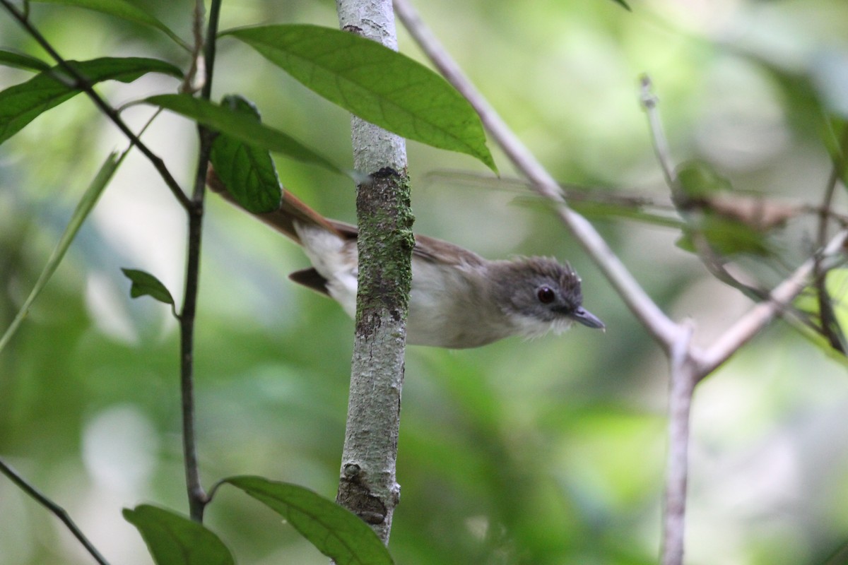 Moustached Babbler - R.D. Wallace