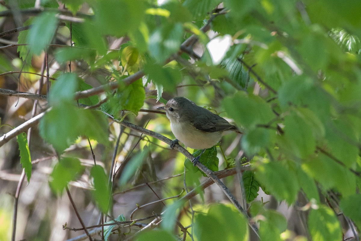 Warbling Vireo - Rich Downs