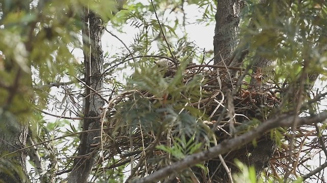 Brahminy Kite - ML231644301