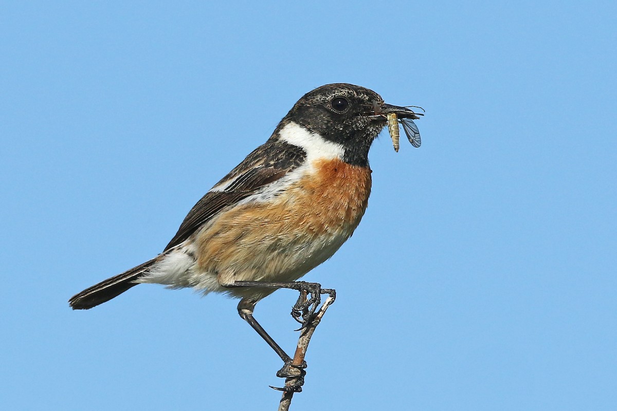 European Stonechat - ML231644381