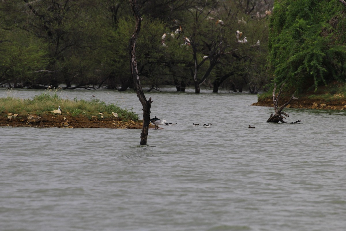 Knob-billed Duck - ML23164551