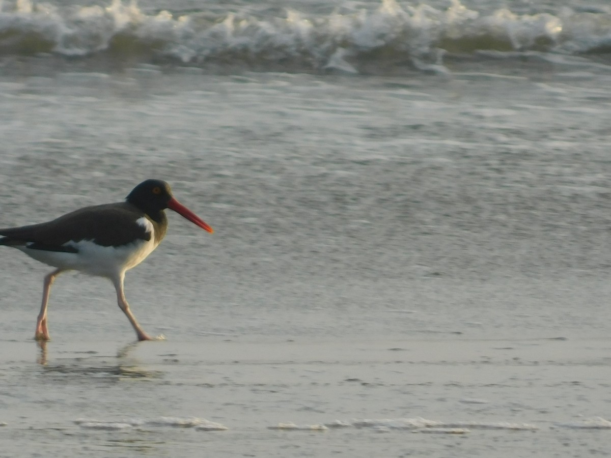 American Oystercatcher - ML231645561