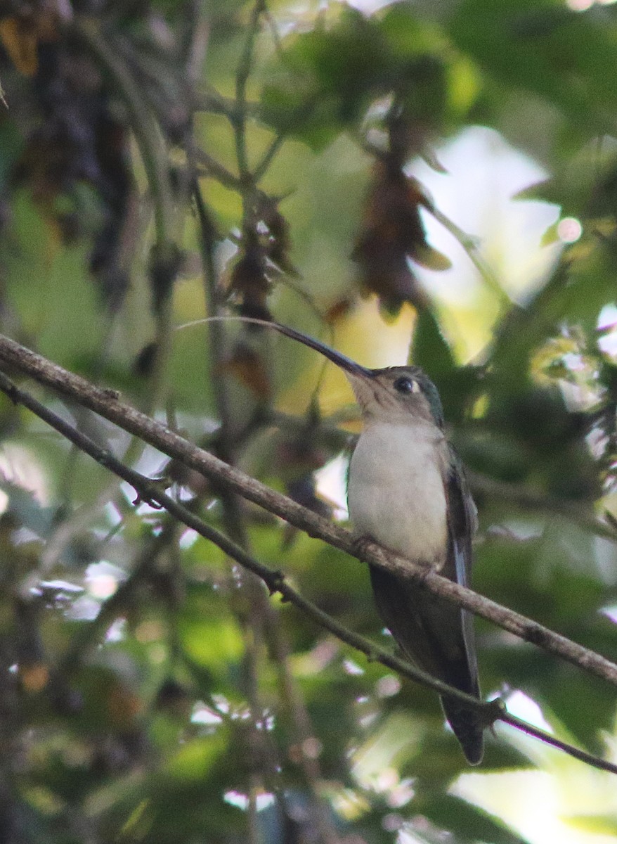 Wedge-tailed Sabrewing (Curve-winged) - Jorge Montejo