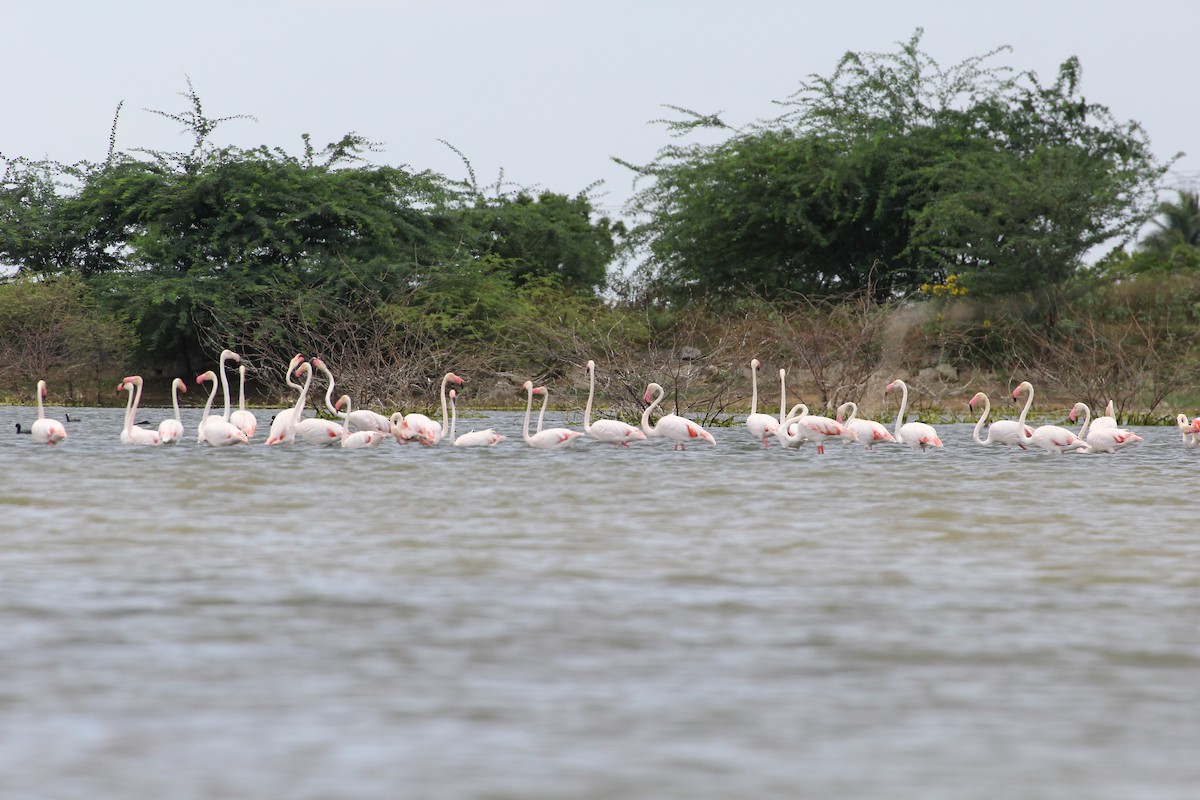 Greater Flamingo - ML23164661