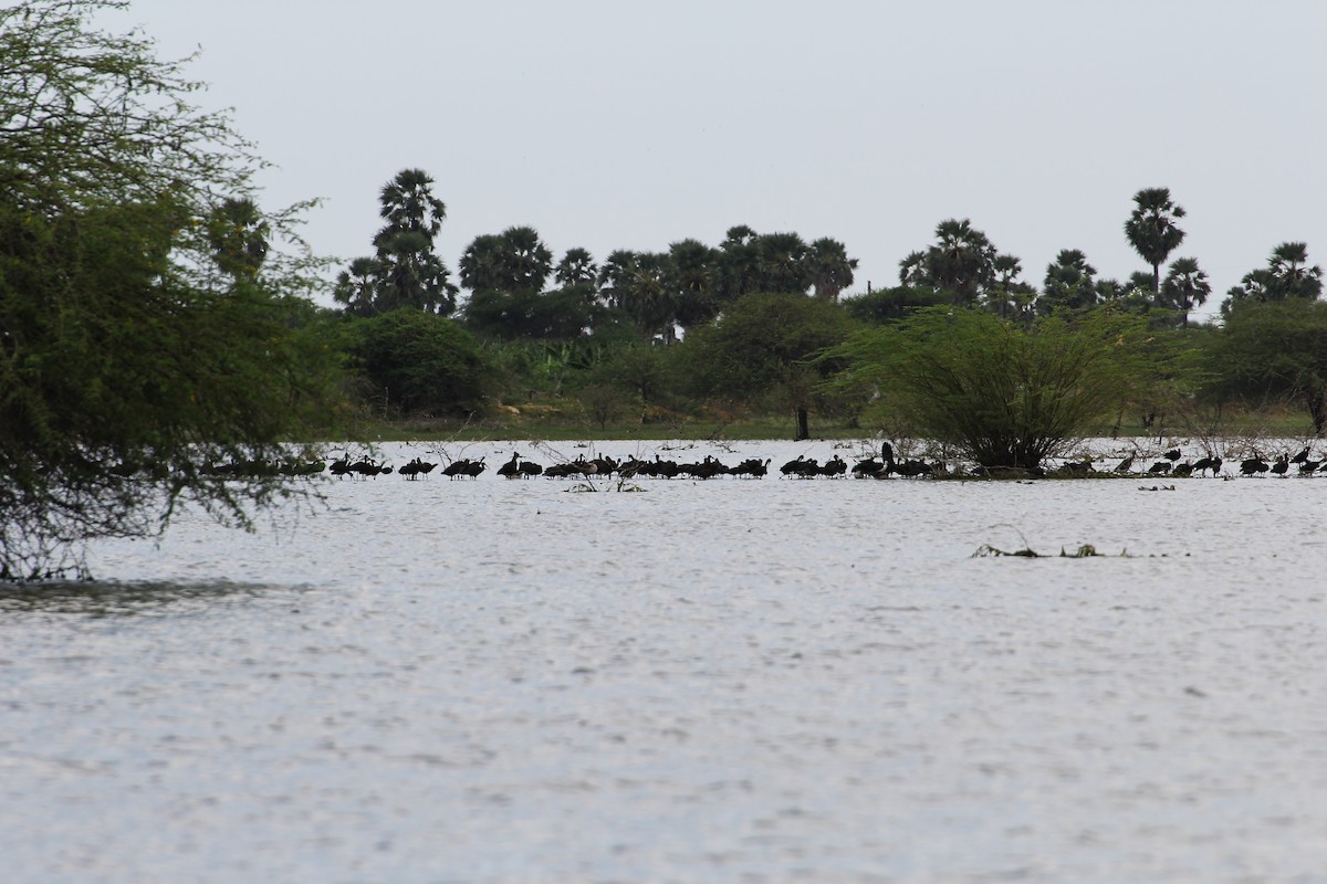 Glossy Ibis - ML23164721