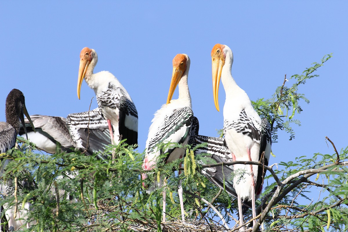 Painted Stork - ML23164731
