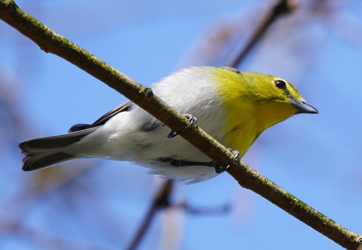 Yellow-throated Vireo - ML231647391