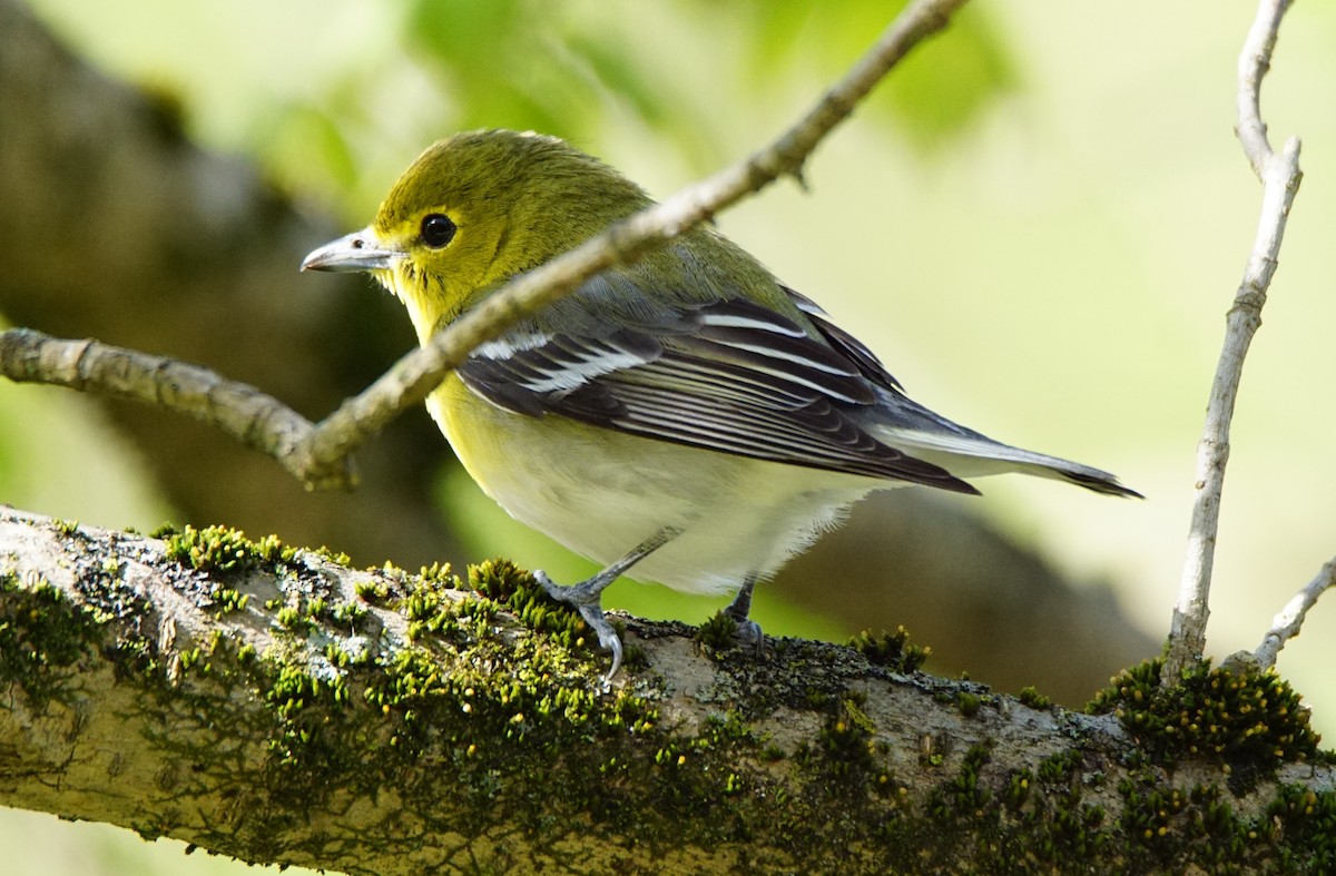 Yellow-throated Vireo - ML231647491