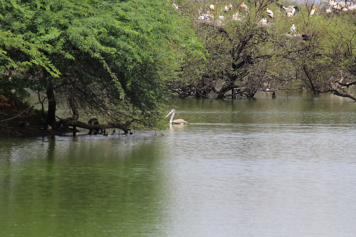Painted Stork - ML23164761