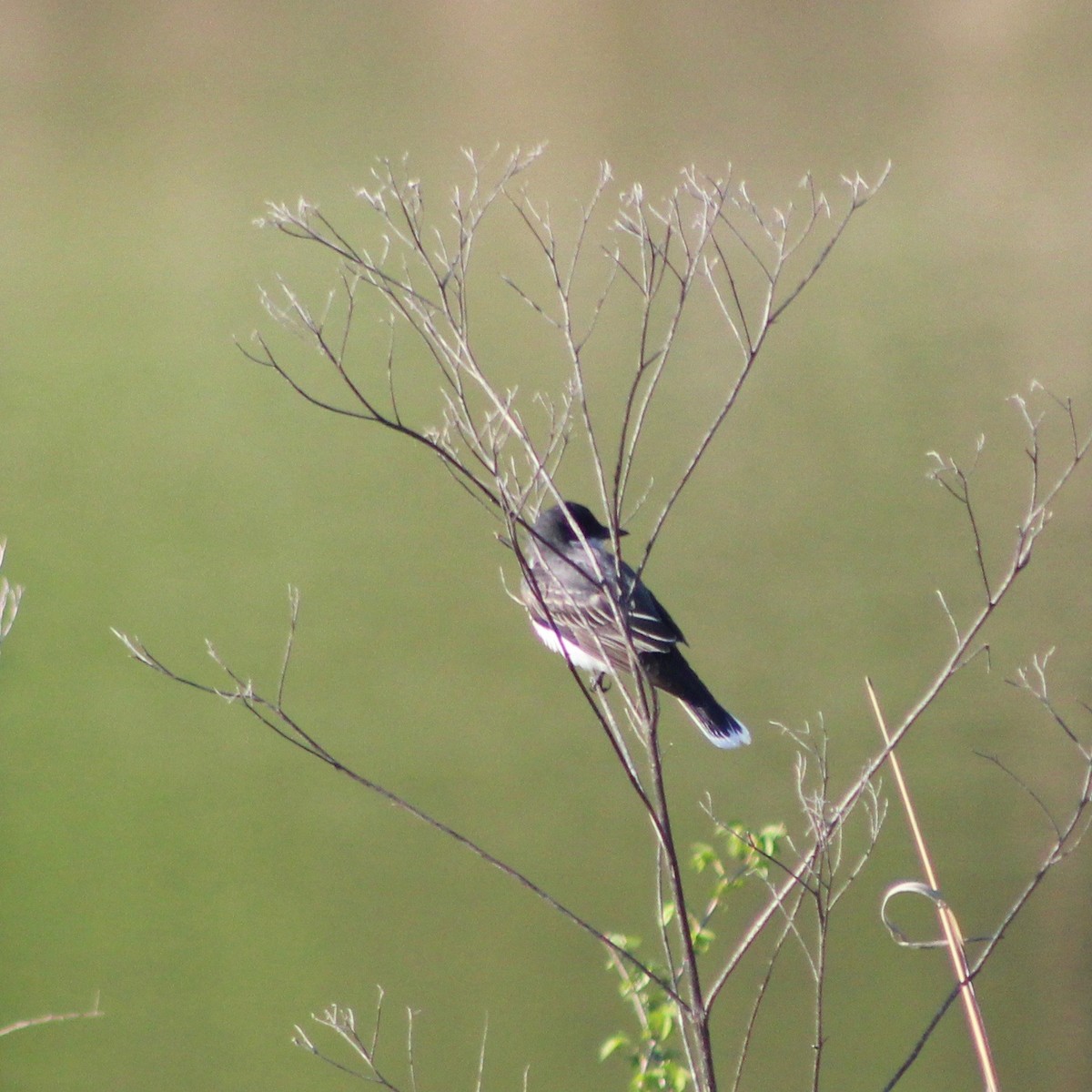 Eastern Kingbird - ML231647631