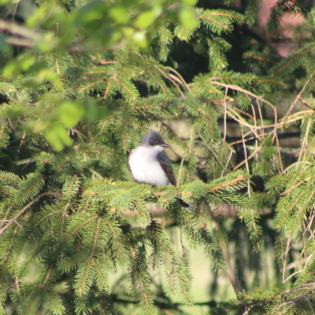 Eastern Kingbird - ML231647641