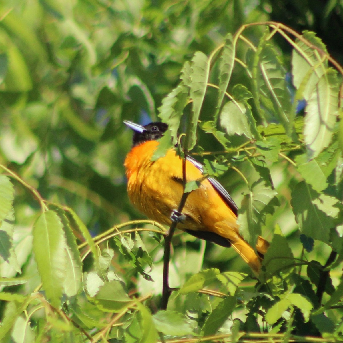 Baltimore Oriole - ML231647801