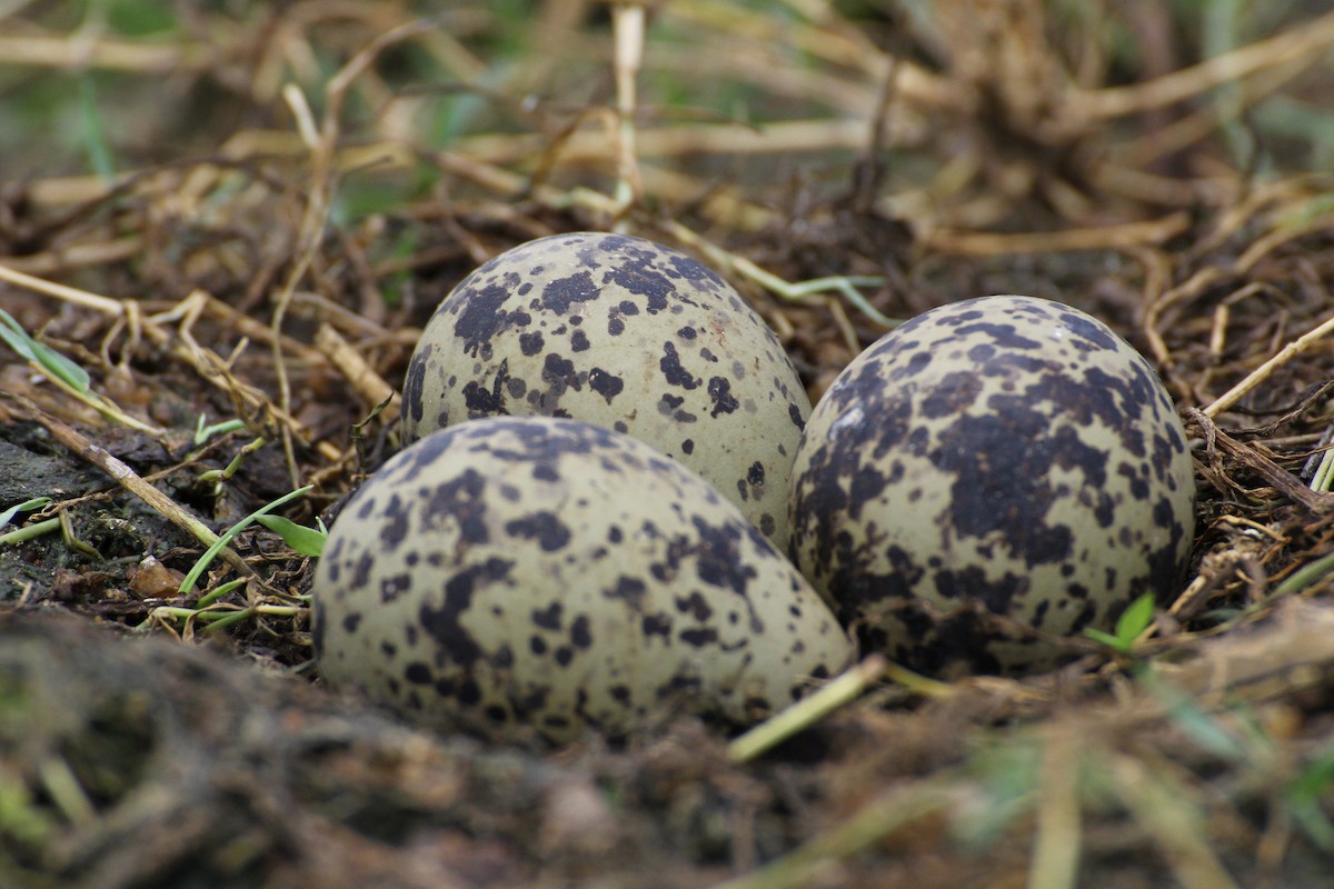 Yellow-wattled Lapwing - ML23164801