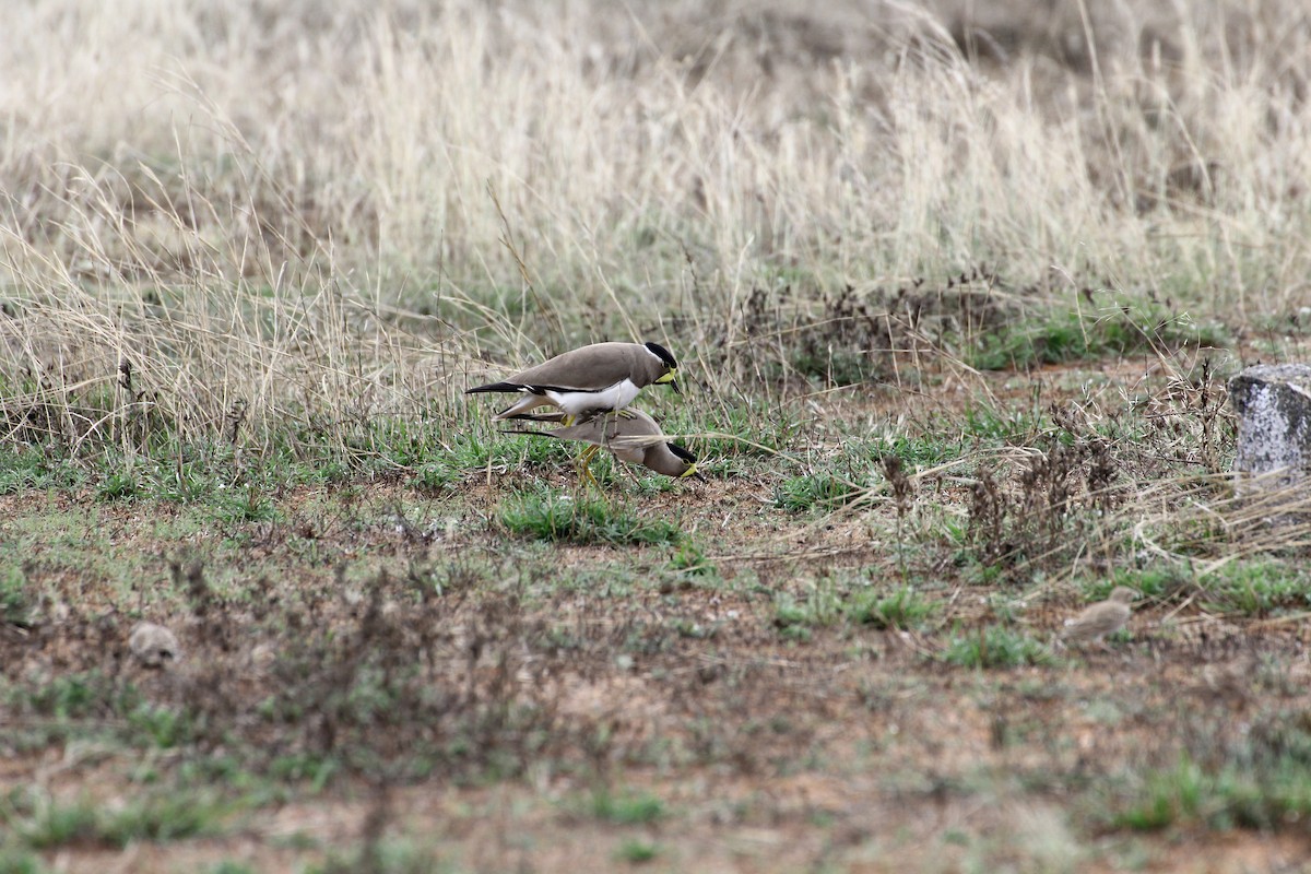 Yellow-wattled Lapwing - ML23164811