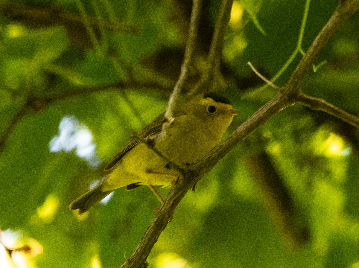 Wilson's Warbler - Joe Donahue