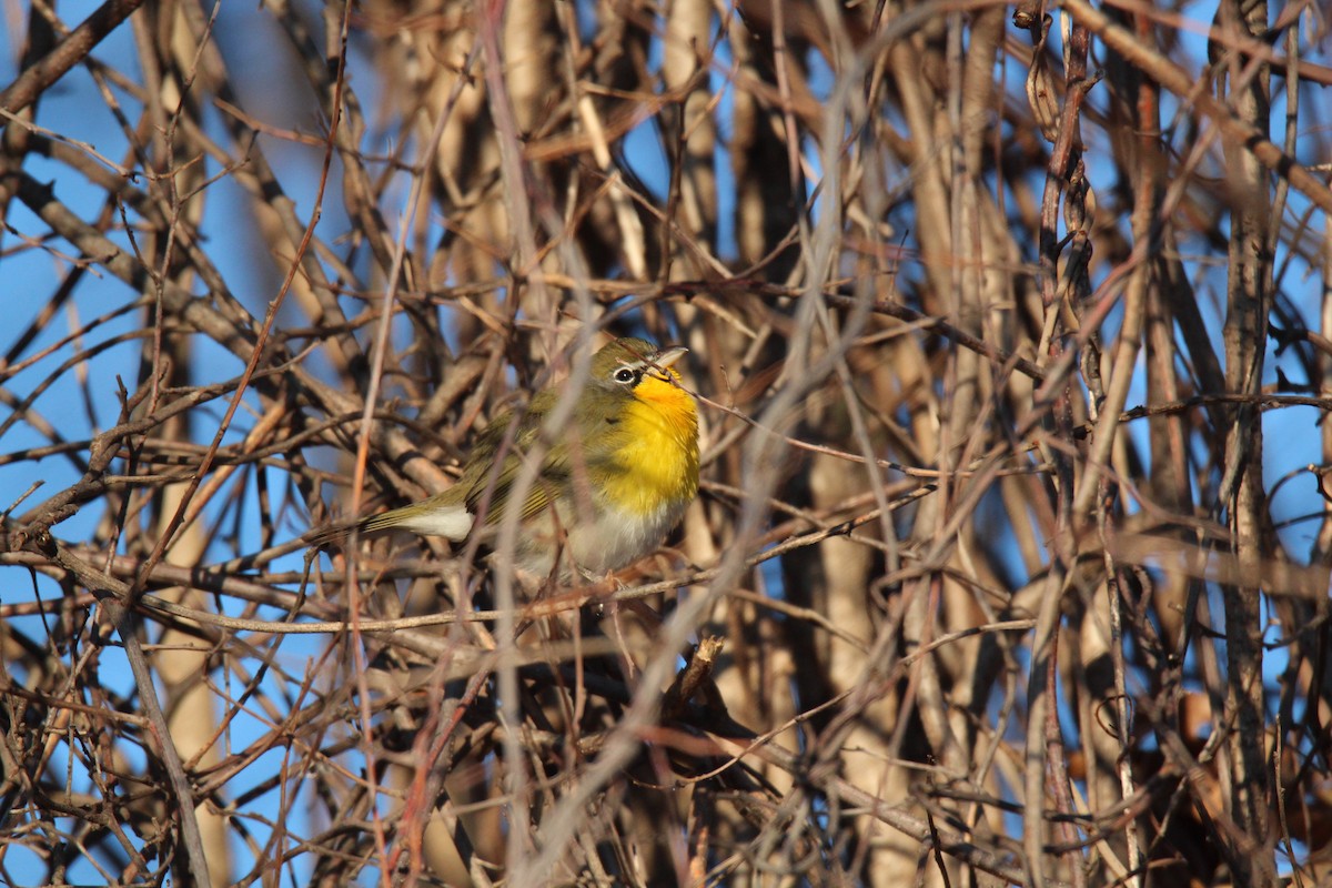 Yellow-breasted Chat - ML23165001