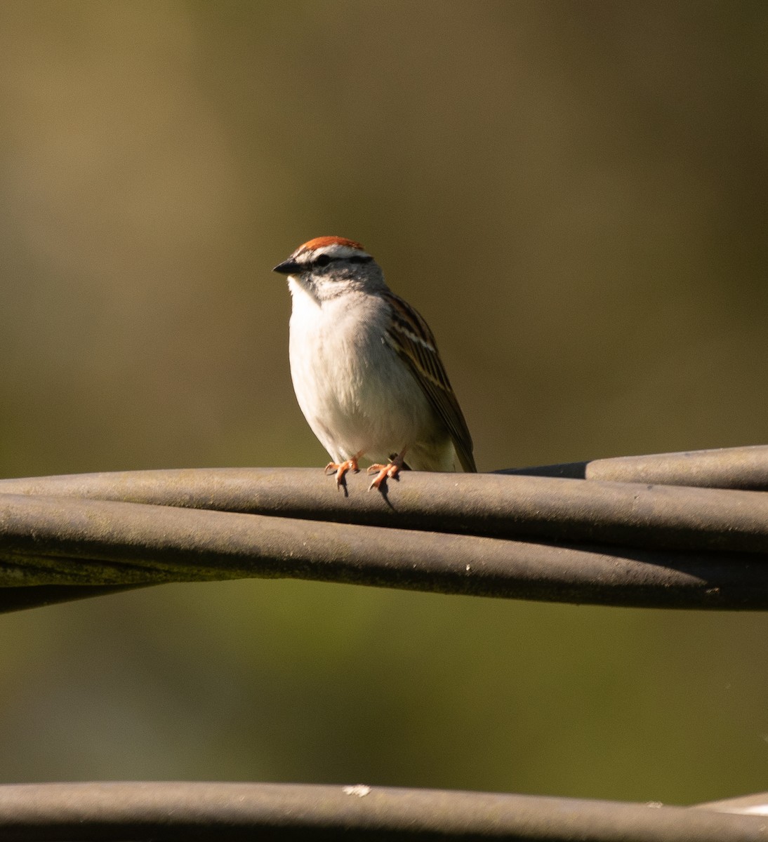 Chipping Sparrow - ML231650461