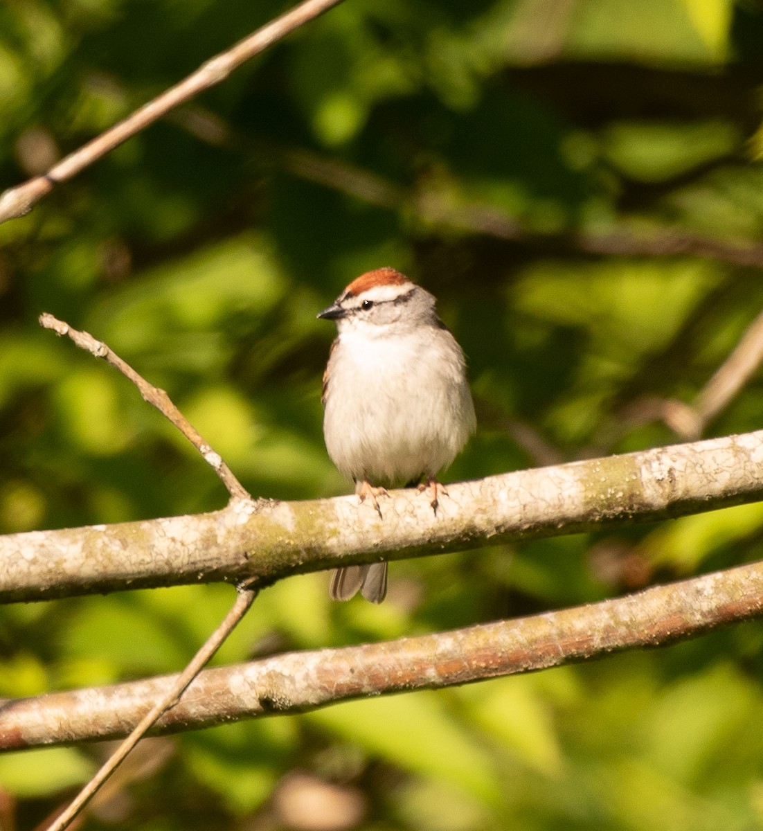 Chipping Sparrow - ML231650471