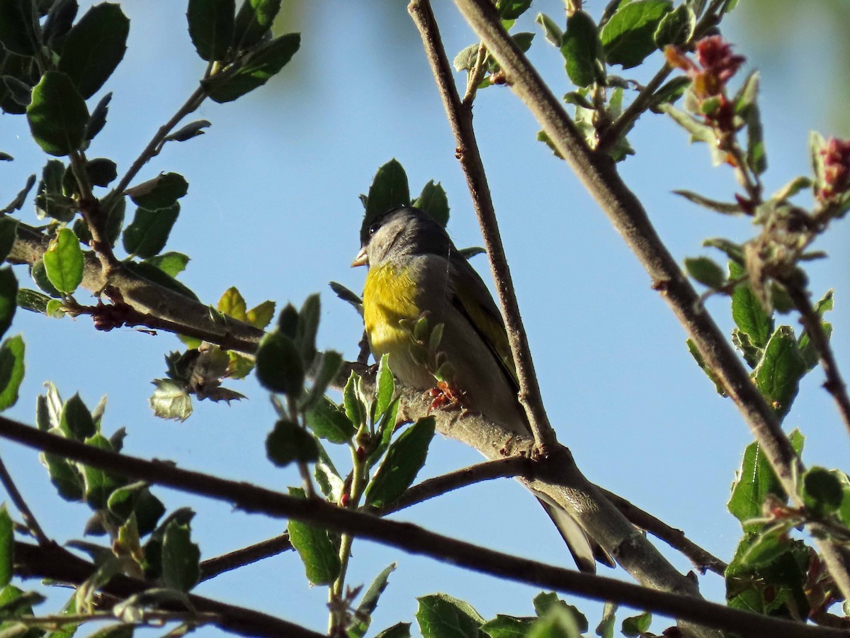 Lawrence's Goldfinch - ML231651281