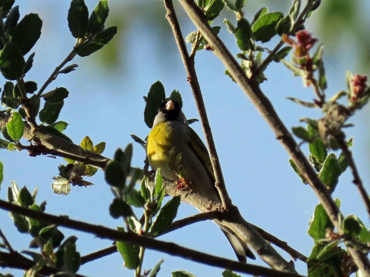 Lawrence's Goldfinch - ML231651321