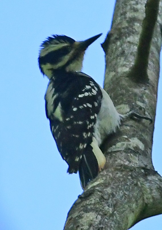 Hairy Woodpecker - ML231652131