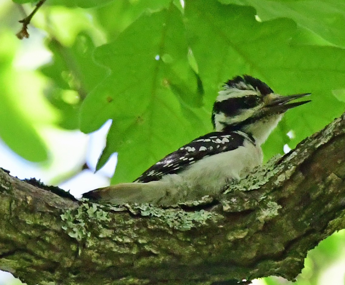 Hairy Woodpecker - ML231652141