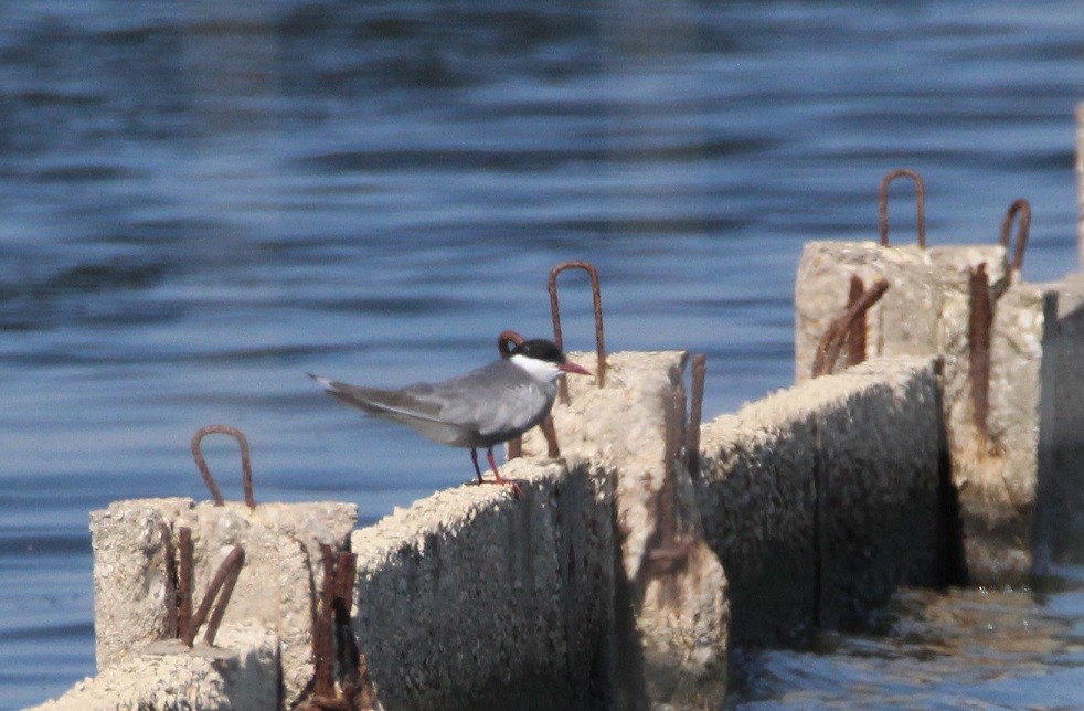 Whiskered Tern - Nelson Fonseca