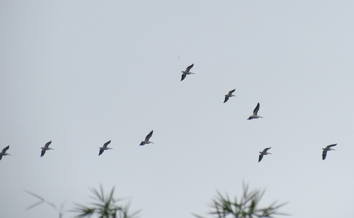 American White Pelican - ML23165451