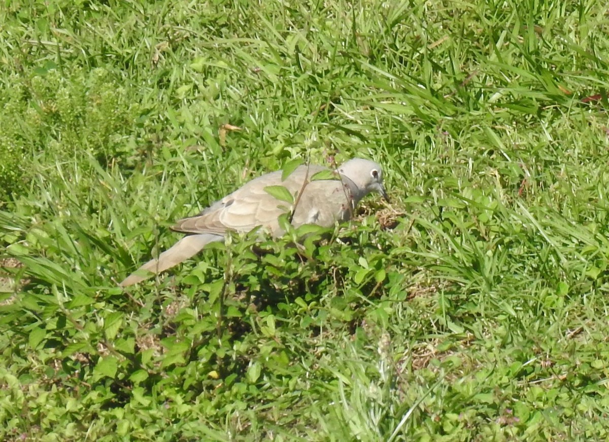 Eurasian Collared-Dove - alice horst