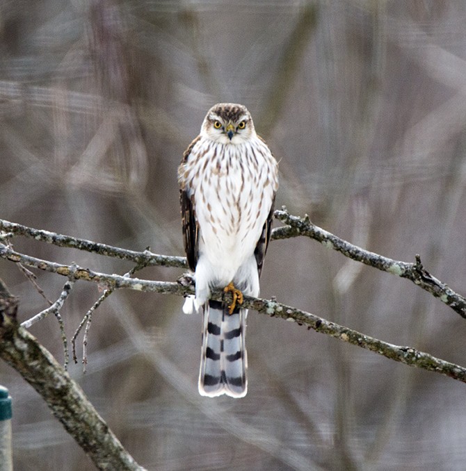 Sharp-shinned Hawk - ML23165581