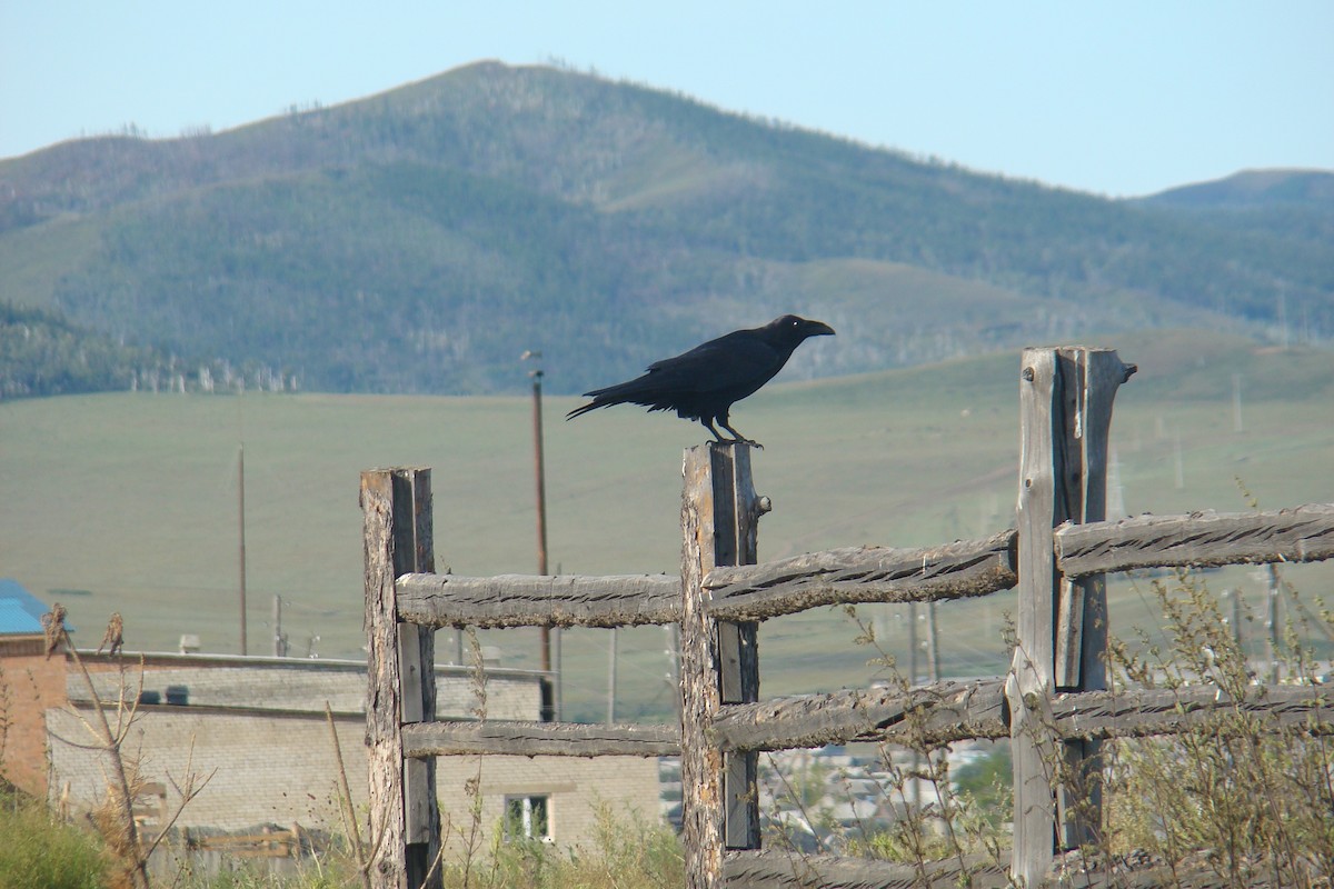 Common Raven - Dmitriy Pashchenko