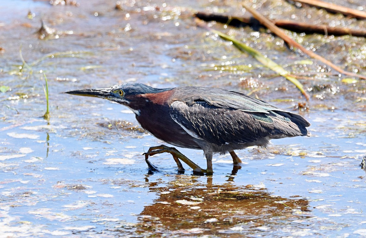Green Heron - ML231657201