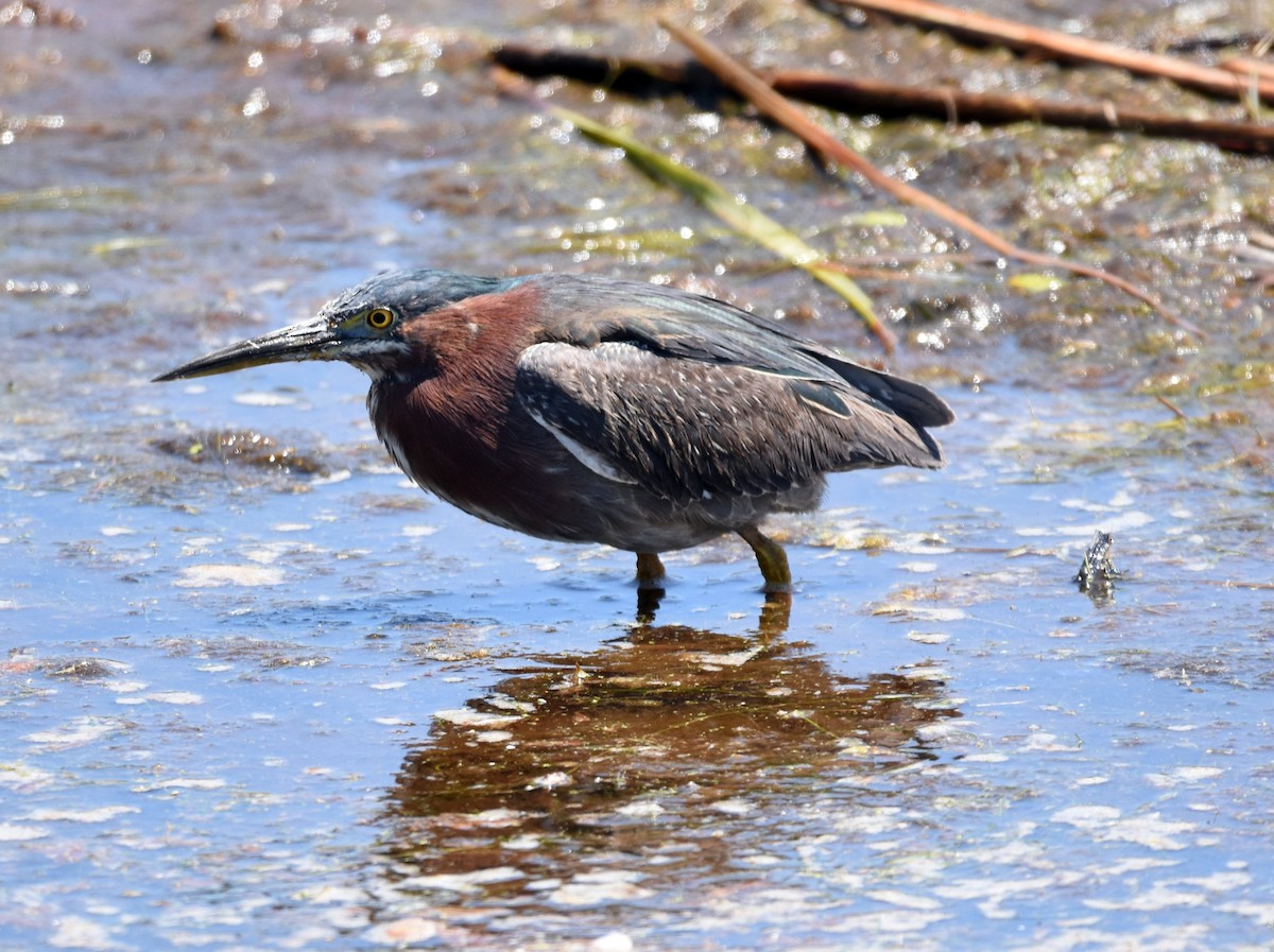 Green Heron - ML231657221