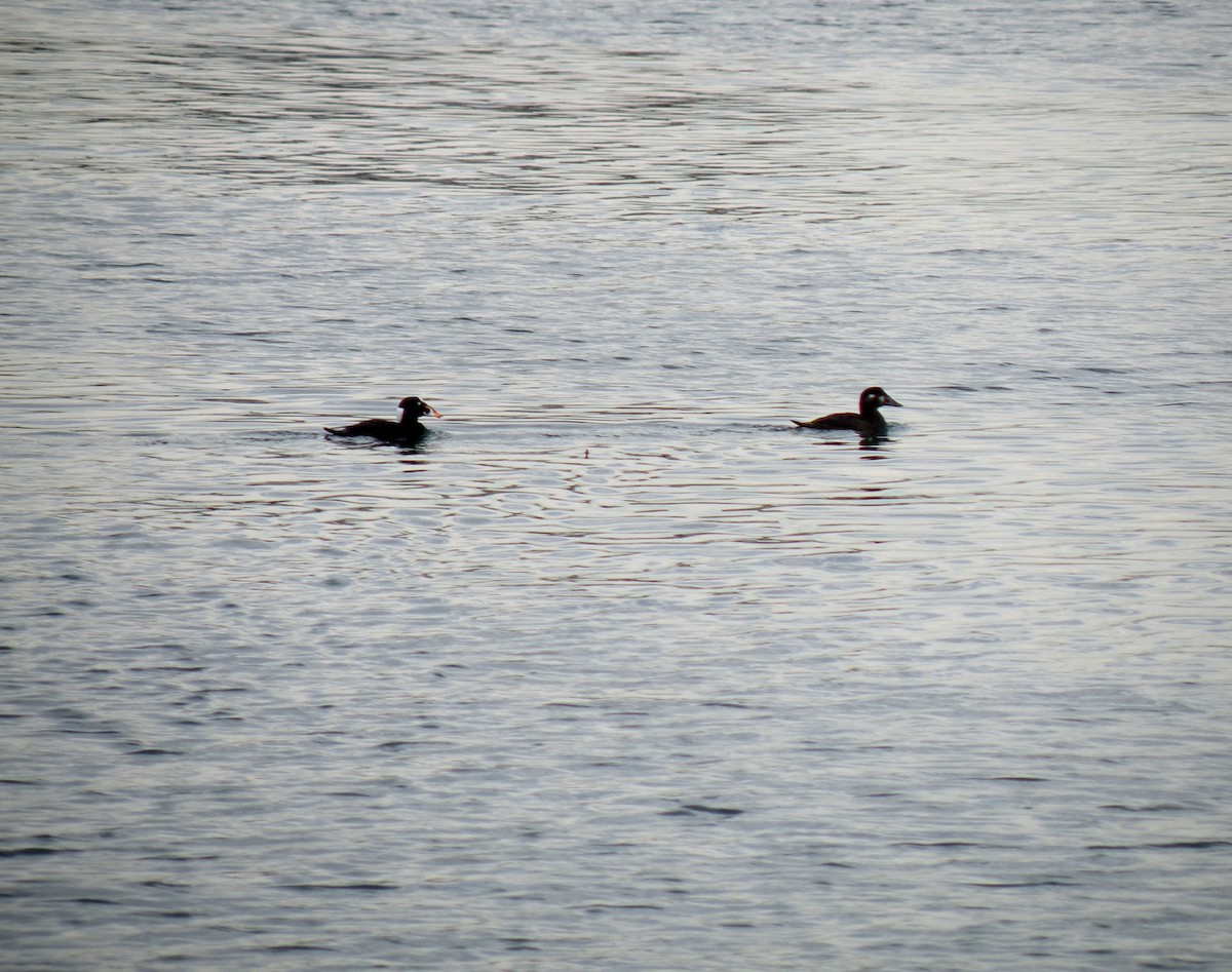 Surf Scoter - Alyssa DeRubeis