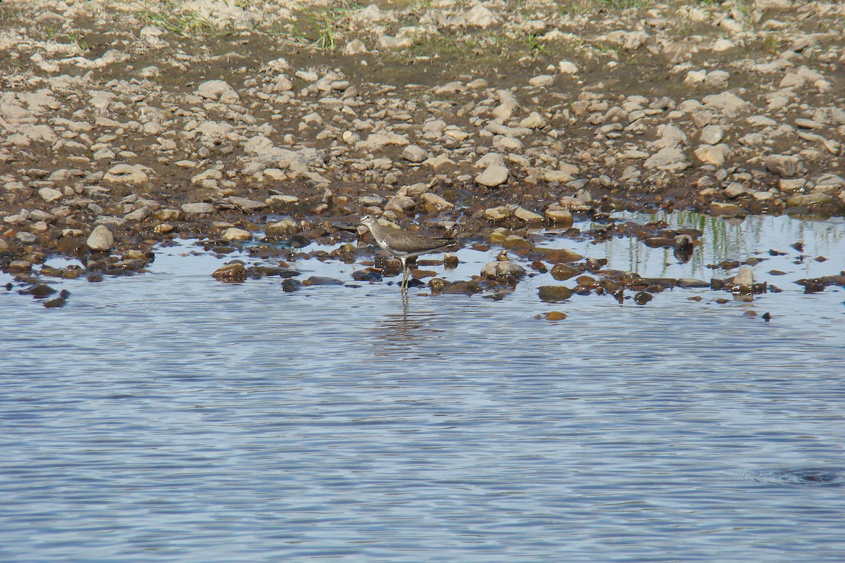 Green Sandpiper - ML231658041