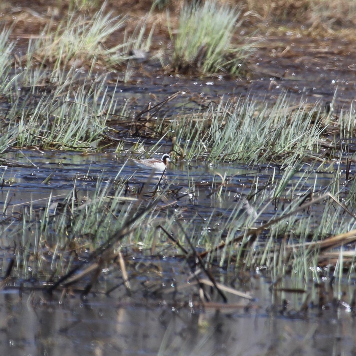 Wilson's Phalarope - Laurie Johnson