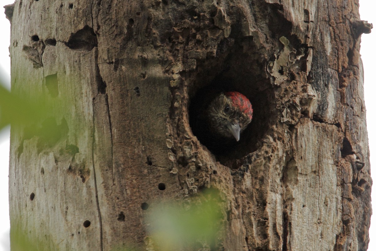 Dot-fronted Woodpecker - ML23165881