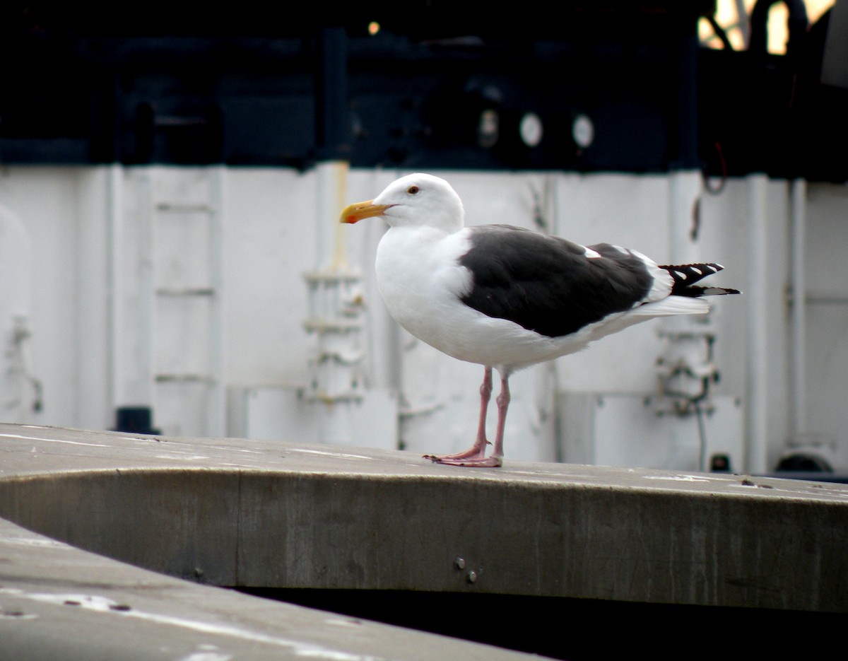 Goéland d'Audubon - ML231659251