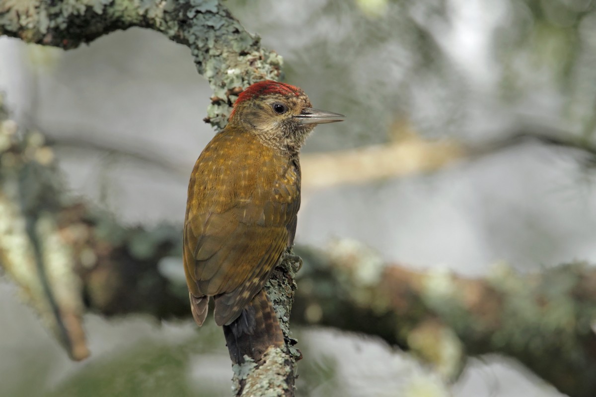 Dot-fronted Woodpecker - Martjan Lammertink
