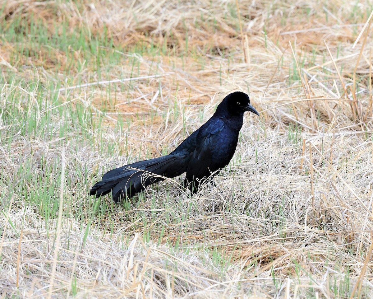 Great-tailed Grackle - Steve Kruse