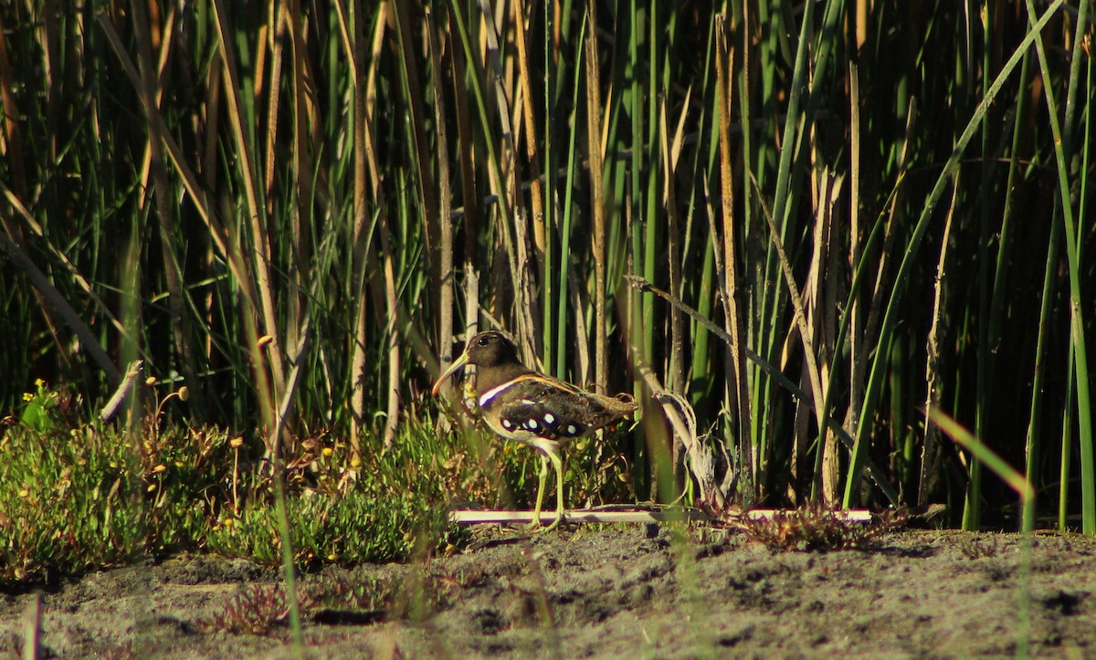 South American Painted-Snipe - ML23166111