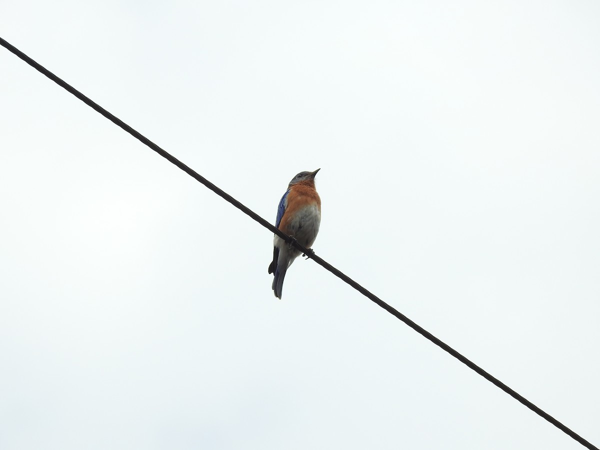 Eastern Bluebird - ML231662101