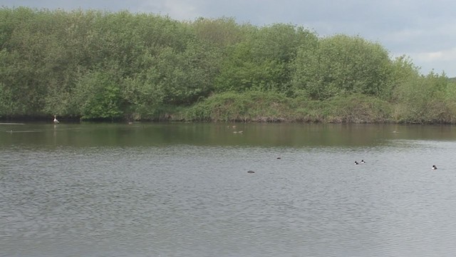 Gadwall - ML231662161