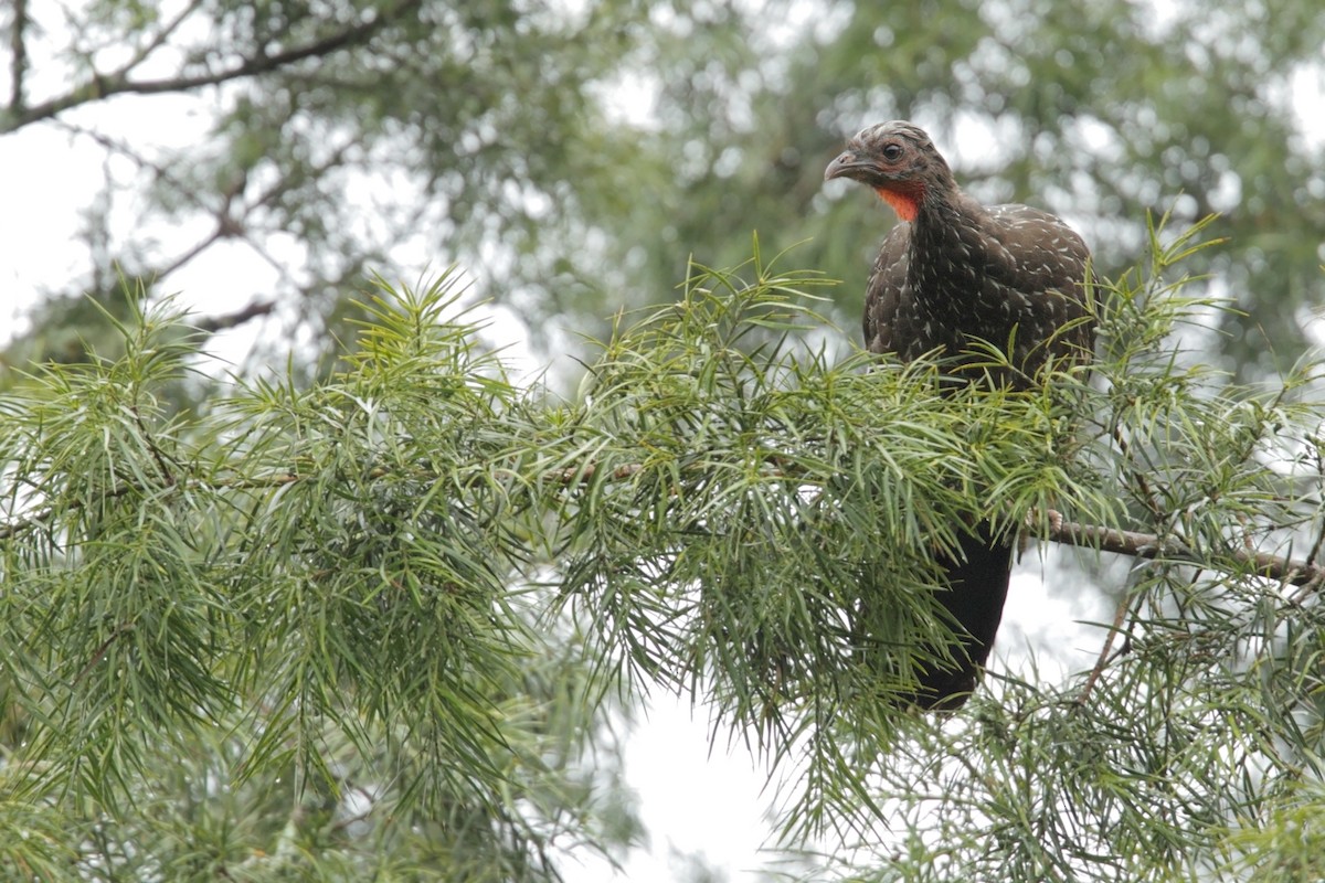 Red-faced Guan - ML23166221