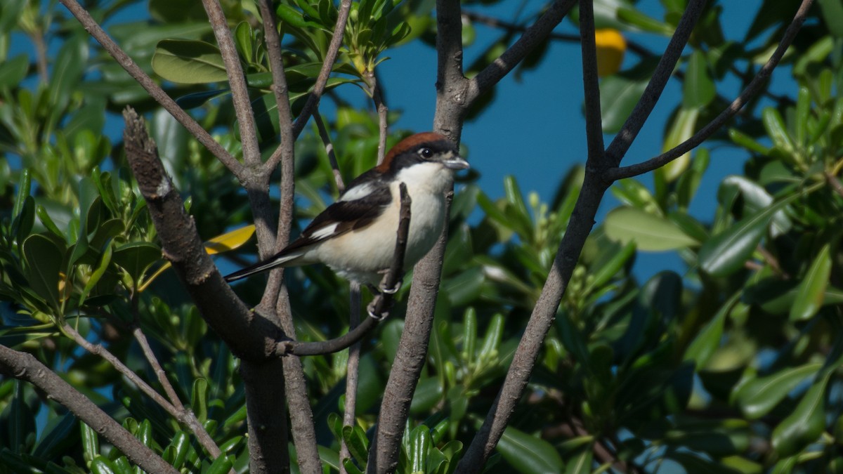 Woodchat Shrike - ML231662461