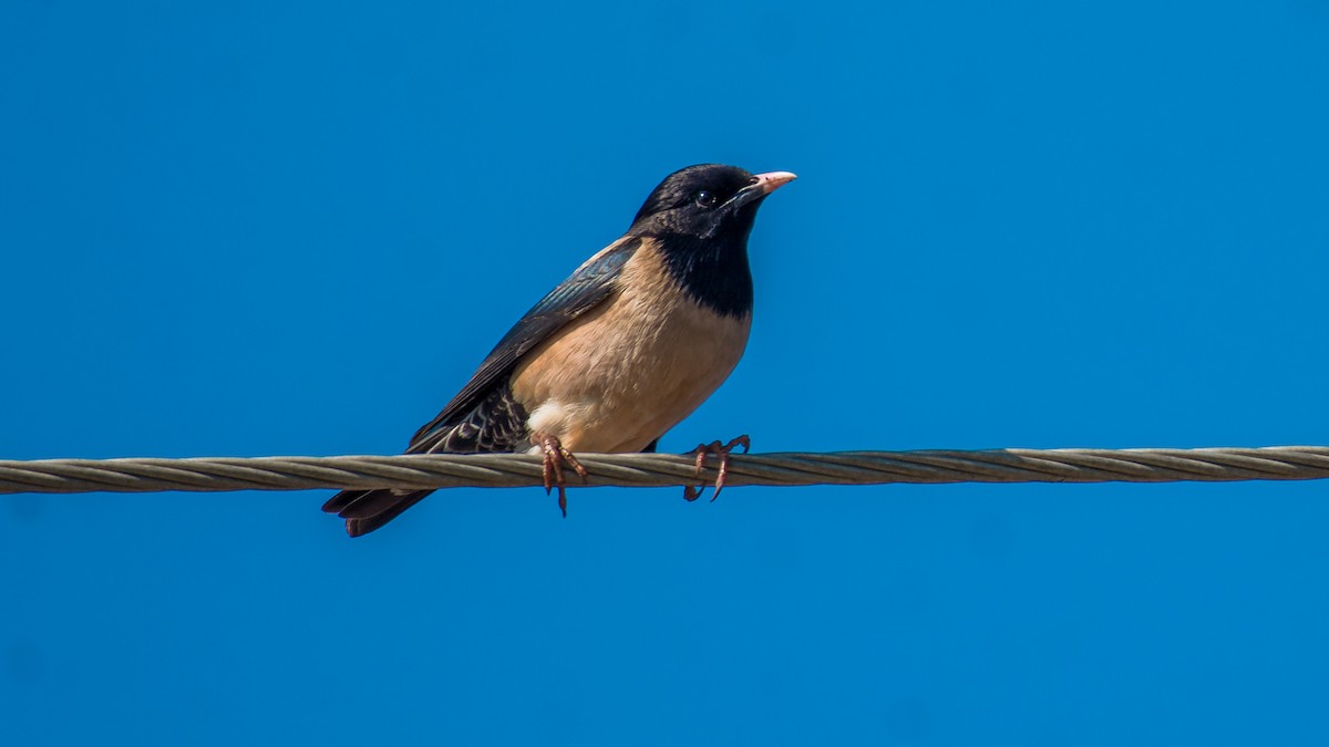 Rosy Starling - Huseyin Keles