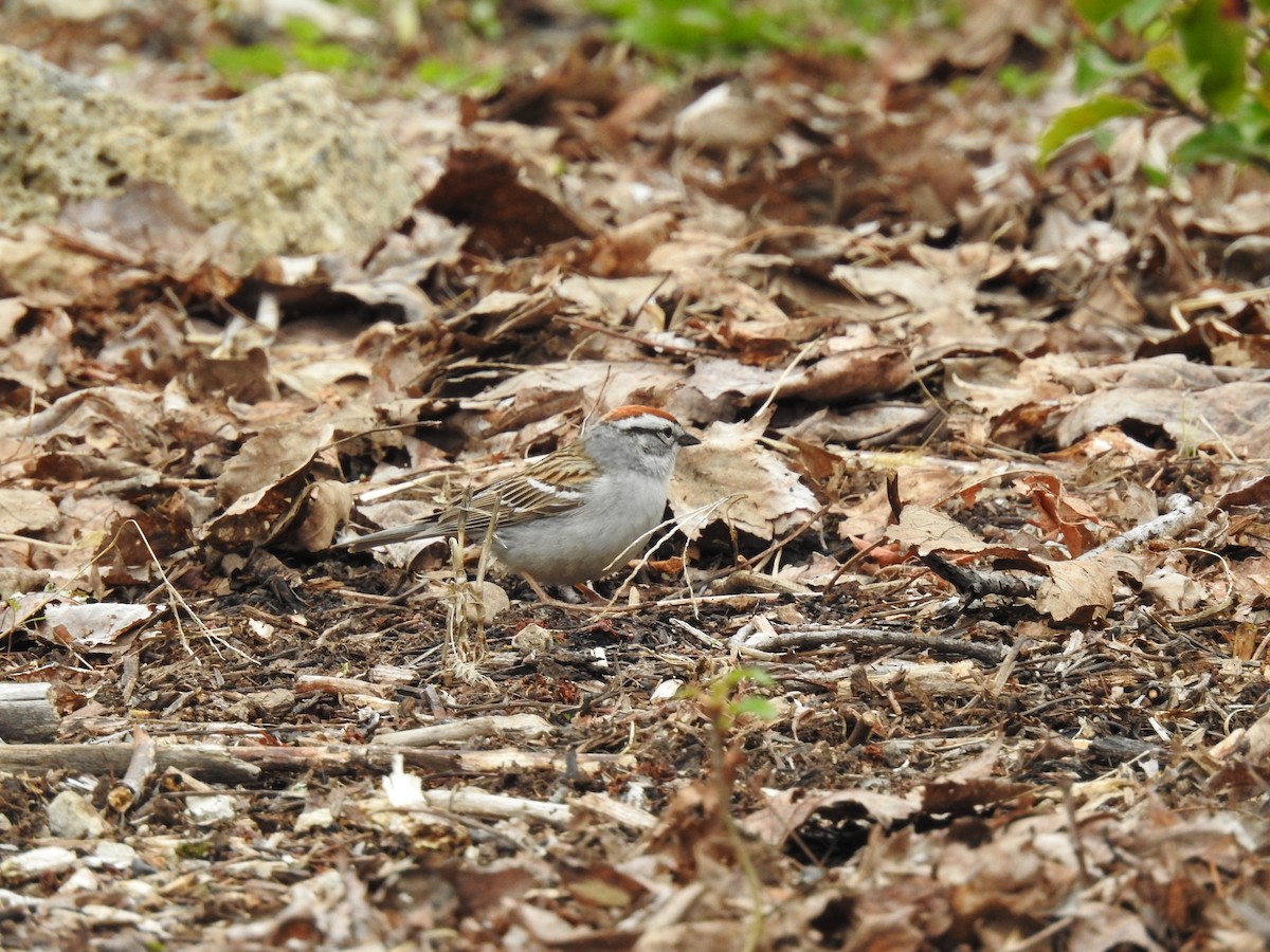 Chipping Sparrow - ML231662751