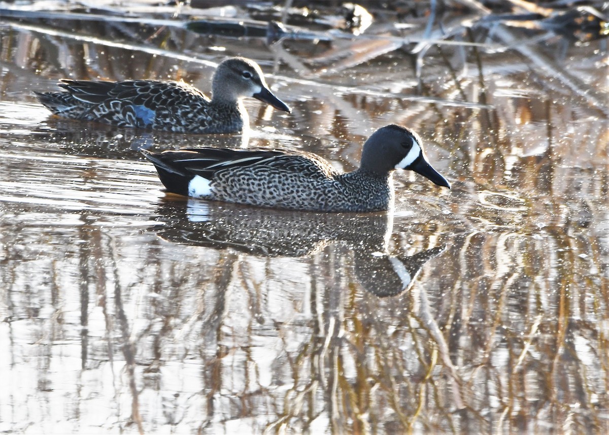 Blue-winged Teal - ML231662781