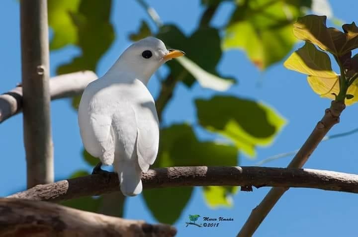 Yellow-billed Cotinga - Marco Umana